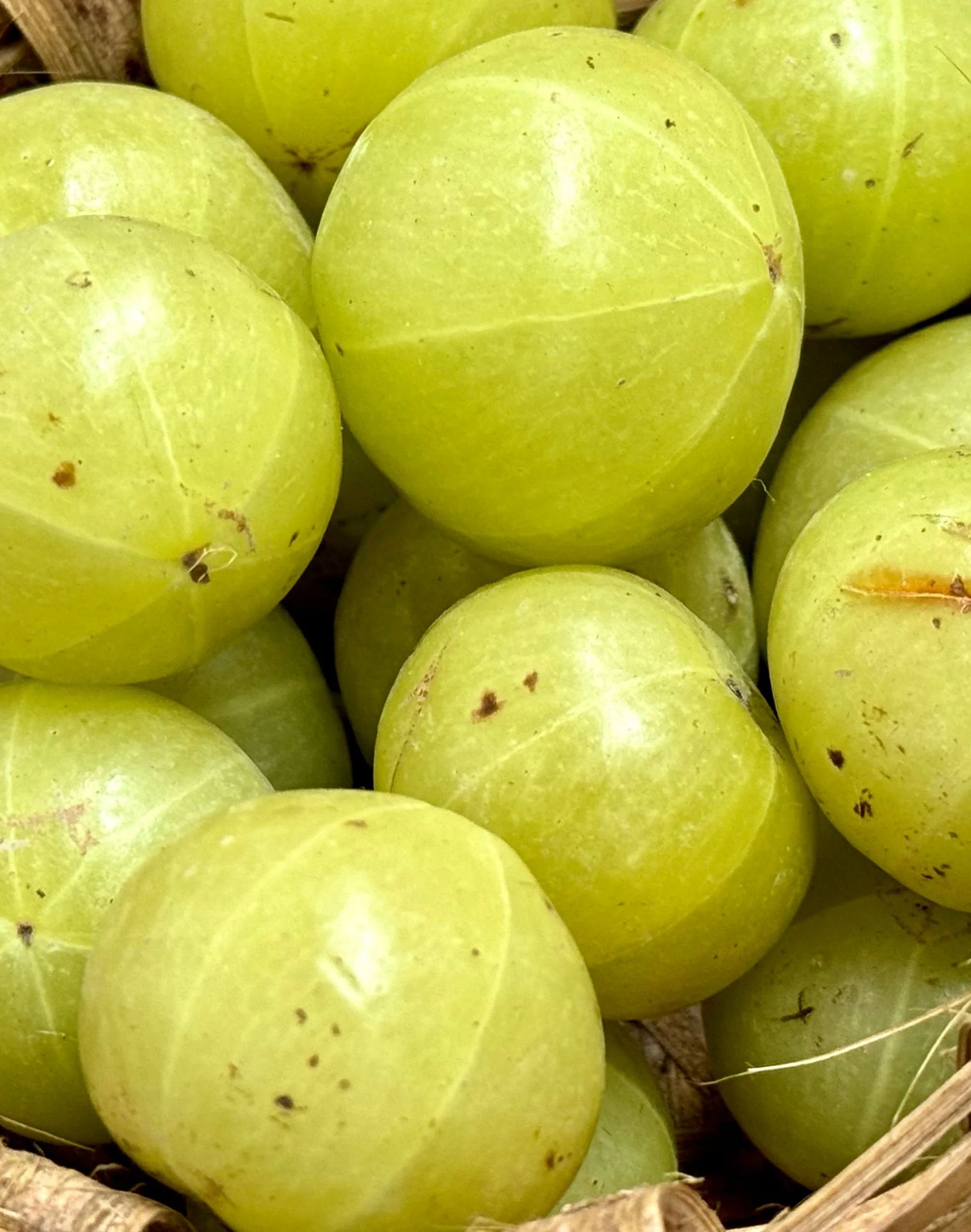 Shampoing Amla Volume Recharge - Image 5